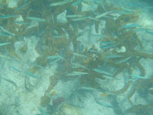 Snorkeling at Smuggler's Cove