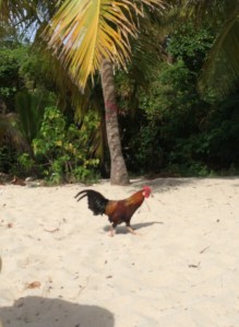 Island rooster