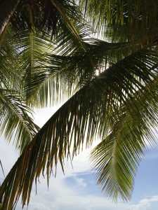 Palm trees Tortola BVI