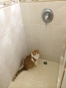 Cat in shower