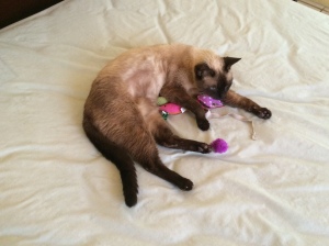 Siamese with toys