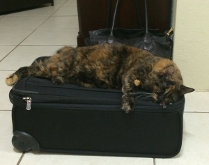 Cat on Suitcase