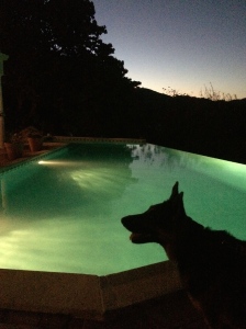 German Shepherd by pool