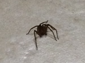 Brown Recluse